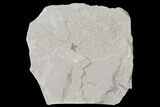 Fossil Beetle & Leaf - Green River Formation, Utah #109193-1